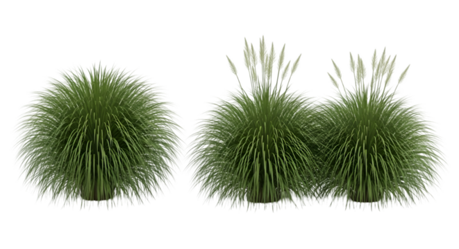 Round Green Grass Tufts with White Plumes on Transparent Background
