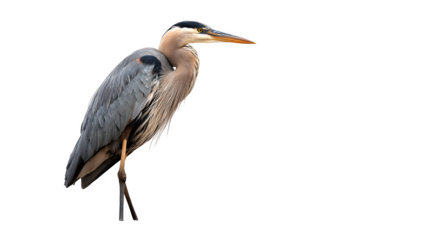 great blue heron bird standing tall, elegant wildlife pose, isolated on white background