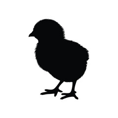 Black silhouette of a fluffy baby chick standing on white background