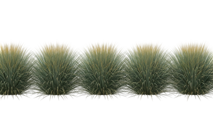 Row of Five Ornamental Grasses with Creamy Plumes graphic