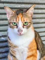 Close-up portrait of orange tabby cat with striking green eyes looking directly at camera in Antalya, Turkey. High quality photograph