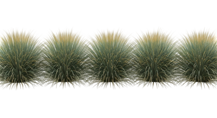 Row of Five Ornamental Grasses with Plumes seed heads