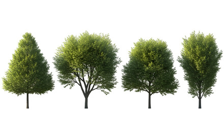 Row of Four Deciduous Trees in Summer graphic image