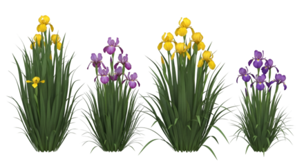 Yellow and Purple Iris Flowers with Green Grass yellow flowers