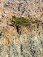 Weathered limestone cliff face with natural erosion patterns and small tree growing from rock near Antalya, Turkey. High quality photograph
