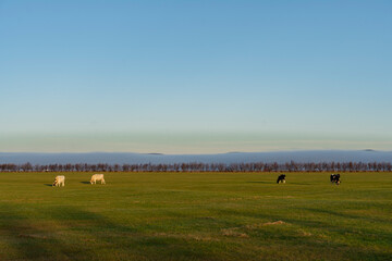 Cows graze in a vast green field under a serene sky at golden hour.