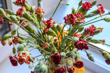 Cluster of red Pistacia lentiscus mastic berries growing on green branches in natural setting near Antalya, Turkey. High quality photograph