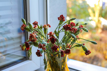 Branches of red Pistacia lentiscus mastic berries arranged in amber glass vase near window in Antalya, Turkey. High quality photograph