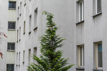 Modern residential apartment building with balconies and tall spruce tree in courtyard in Antalya, Turkey. High quality photograph