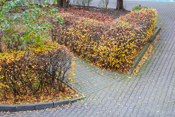 Autumn curved pathway with fallen leaves and ornamental plants in urban park of Antalya, Turkey. High quality photograph