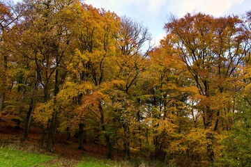 autumn trees in the forest