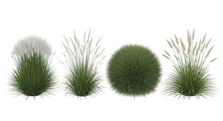 Three Grasses and One Round Bush with White Tips plants