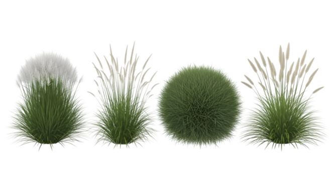 Three Grasses and One Round Bush with White Tips plants