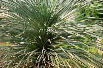 Yucca has hard, sword-shaped leaves with sharp, thorn-like tips. The leaves are grayish green to blue-green. Is succulent plant. The Trunk is tall, leaves do not have thorns, but have very fine teeth
