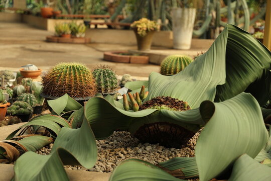 Welwitschia mirabilis and its unusual flower buds are planted with other cacti. Tree tumbo is an ancient plant and is considered a "living fossil". It has two linear leaves throughout its lifespan.
