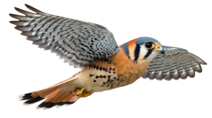American kestrel flying, orange and blue plumage with sharp eyes, isolated on white background