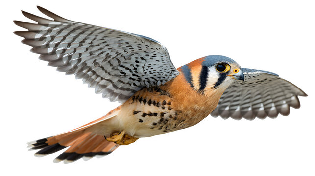 American kestrel flying, orange and blue plumage with sharp eyes, isolated on white background