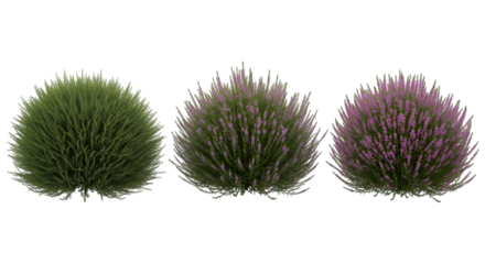 Three Round Bushes with Green and Purple Foliage graphic
