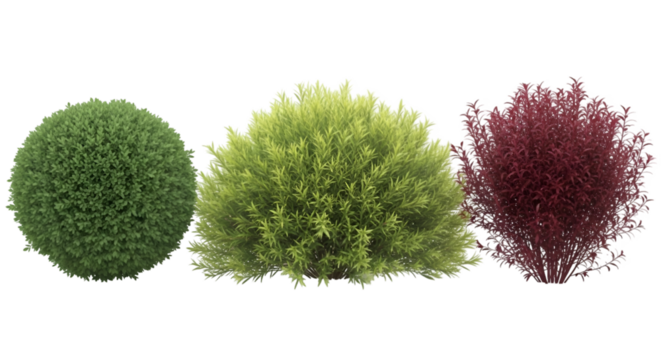 Three Spherical Bushes in Different Colors shrub round