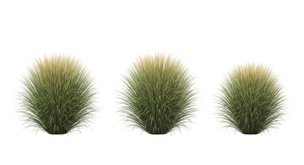 Three Round Grass Puffs with White Tips Keywords: grass, puff, round, spherical, plant
