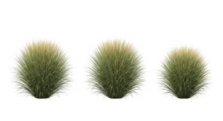 Three Round Grass Puffs with White Tips Keywords: grass, puff, round, spherical, plant