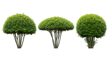 Three rounded green bushes with multiple trunks shrub