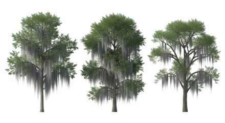 Three Southern Live Oak Trees with Spanish Moss graphic