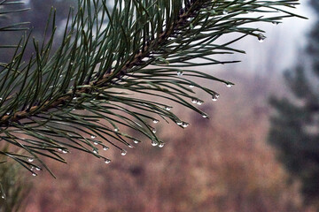 Close-up of water droplets on a coniferous tree branch in the forest