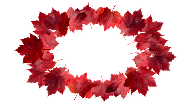circle of red maple leaves arranged symmetrically, autumn tones, isolated on white background
