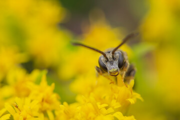 Close-up bee on yellow flowers with soft focus background
