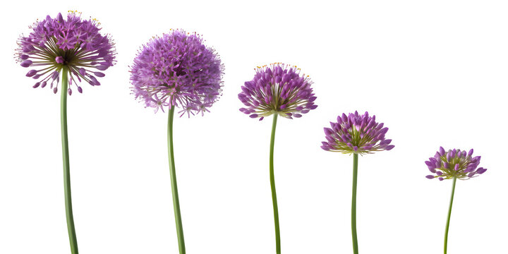 Five purple allium flowers in decreasing size arranged diagonally on a black background isolated on transparent background