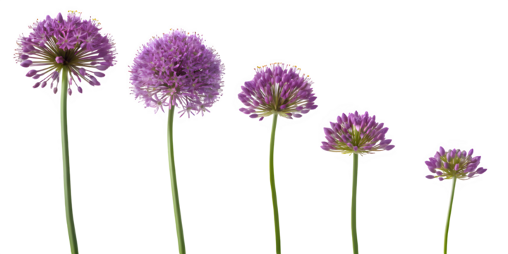 Five purple allium flowers in decreasing size arranged diagonally on a black background isolated on transparent background