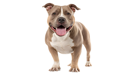 American Bully dog smiling with tongue out, muscular stance, isolated on white background
