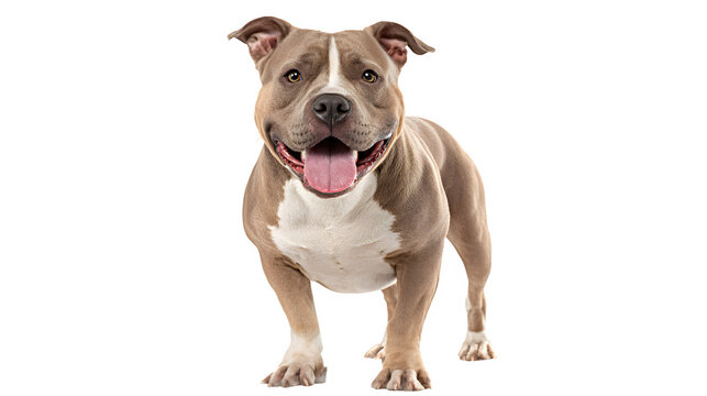 American Bully dog smiling with tongue out, muscular stance, isolated on white background
