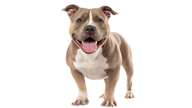 American Bully dog smiling with tongue out, muscular stance, isolated on white background