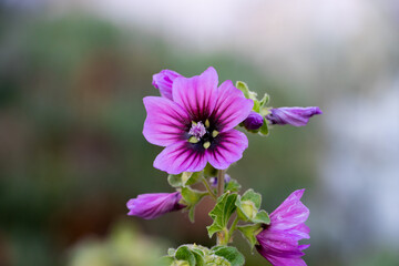Zarte Malvenblüte im Frühling - Malva