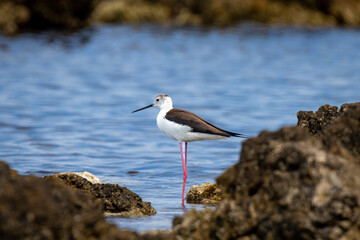 Stelzenläufer im seichten Wasser am Ufer umrahmt von felsiger Küste und Steinen - Himantopus himantopus
