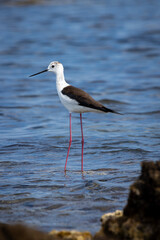 Stelzenläufer im seichten Wasser am Ufer umrahmt von felsiger Küste und Steinen - Himantopus himantopus