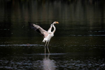Anmut in der Abenddämmerung: Flamingo beim Flügelschlag - Phoenicopterus