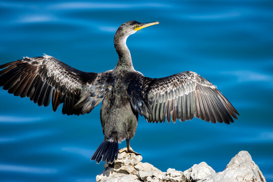 Kormoran trocknet seine Fl&uuml;gel am Wasser mit dem blauen Meer im Hintergrund - Phalacrocorax carbo