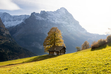 Leuchtende Kontraste: Almhütte und herbstlicher Baum vor Bergkulisse