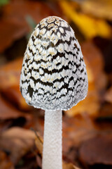 Specht-Tintling im Detail: Die Schuppen des jungen Pilzes im Herbst - Coprinopsis picacea