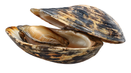 hard clam shell open slightly, realistic marine texture, edible seafood, isolated on white background