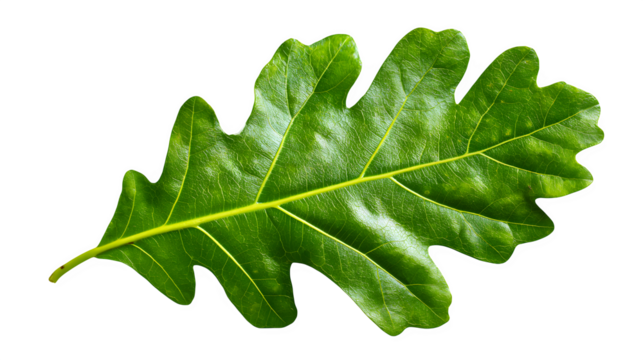 green oak leaf with pointed lobes, forest botanical detail, isolated on white background