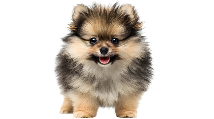 Fototapeta premium fluffy puppy standing with happy expression, detailed fur texture, adorable studio shot, isolated on white background