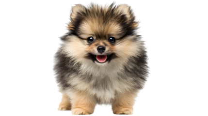 fluffy puppy standing with happy expression, detailed fur texture, adorable studio shot, isolated on white background