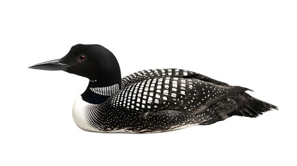 Fototapeta premium common loon bird with black and white plumage, aquatic North American waterfowl, isolated on white background
