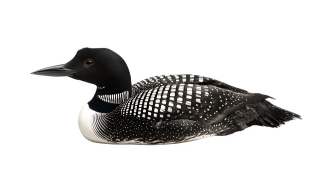 common loon bird with black and white plumage, aquatic North American waterfowl, isolated on white background