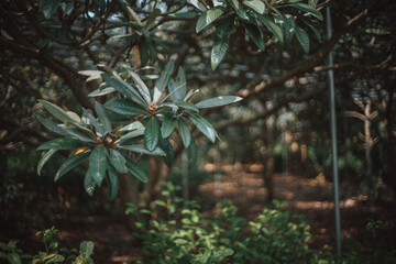 A close-up shot of a tree branch with lush green leaves, set against a blurred, dark forest background. The image has a moody, atmospheric feel.