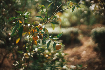 A blurred, close-up shot of a small tree branch laden with orange-colored fruits, set against a dark, out-of-focus background of foliage and earth. The image has a dreamy, bokeh effect.